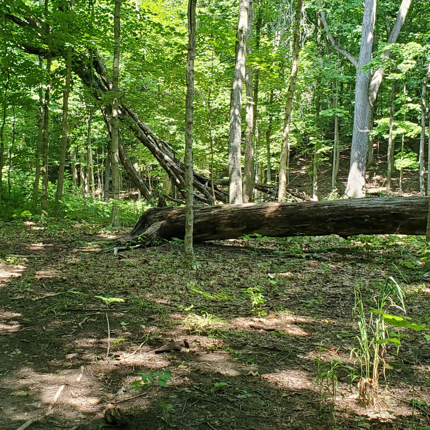 Stanford and Brandywine Gorge Trails 